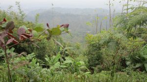 Lush, green forest with a variety of vegetation, including trees, shrubs, and plants with large leaves. The image has a backdrop of distant rolling hills and mountains partially obscured by a light mist.
