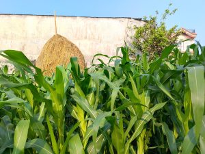 A lush green maize (corn) field with tall plants in the foreground, a bundle of dried hay stacked against a wall in the background, and a small house and tree under a clear blue sky.