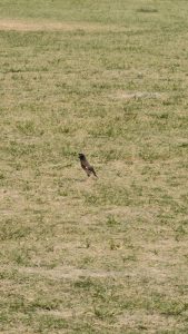 A small common myna bird stands in the middle of a vast field of short green and brown grass.