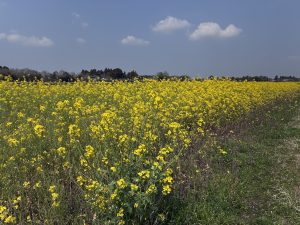A bright field of yellow rapeseed flowers under a clear blue sky with a few clouds.