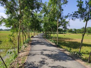 Narrow paved road with young trees lining it.  Wet fields on either side.
