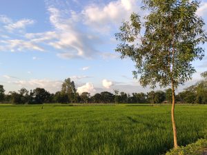 Lush field with grass about knee high under a lightly clouded sky.  Small sapling tree to the right.
