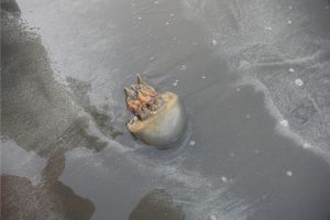 Jellyfish in Cox’s Bazar Sea Beach
